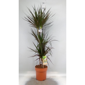 Dracaena marg. 'Magenta'