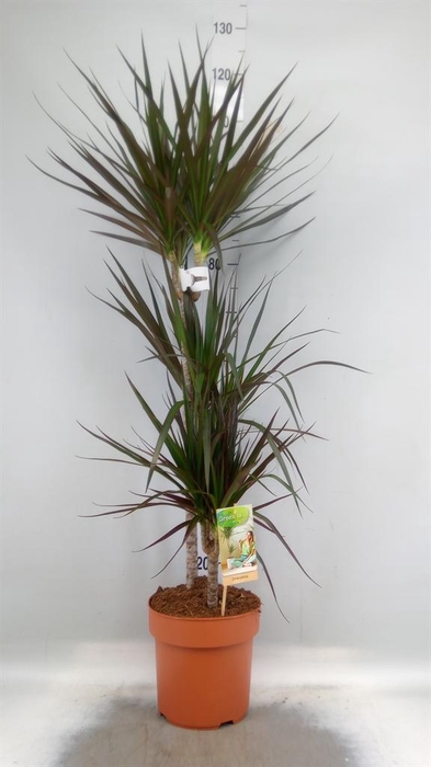 <h4>Dracaena marg. 'Magenta'</h4>