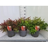 Astilbe Gemengd