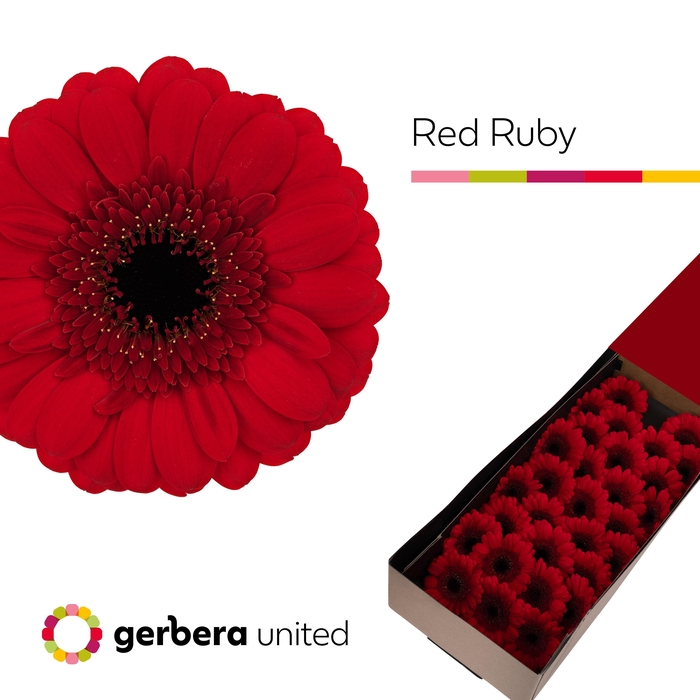 <h4>Germini Red Ruby Doos</h4>