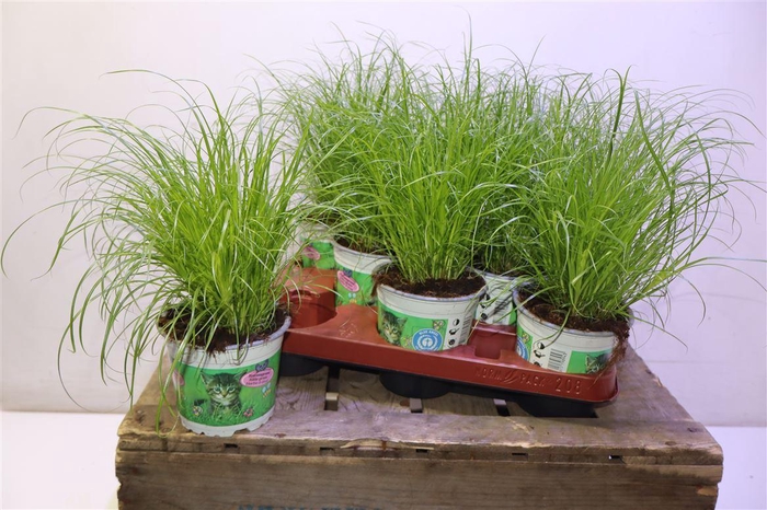 <h4>arr8 Cyper Alt Zumula</h4>