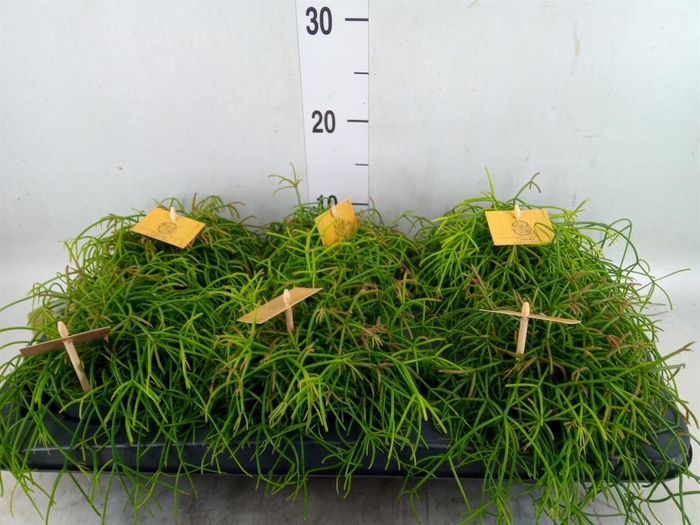 <h4>Rhipsalis   ...</h4>