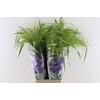 Panicum Fountain