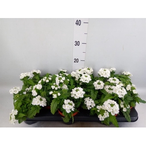 Verbena  'Aztec White Magic'