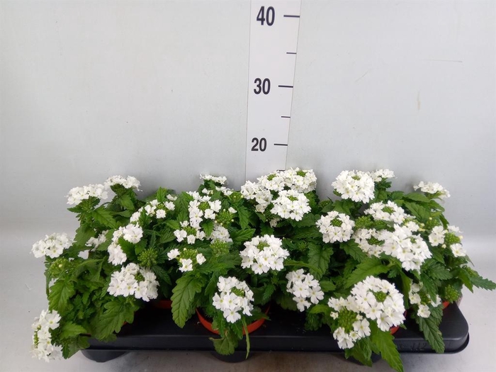<h4>Verbena  'Aztec White Magic'</h4>