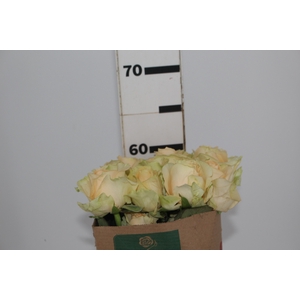 ROSA PEACH AVALANCHE 060 CM ESTUFA