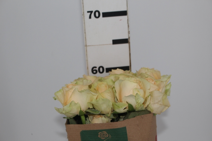 <h4>ROSA PEACH AVALANCHE 060 CM ESTUFA</h4>