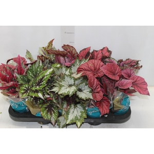 BEGONIA BELEAF P11 PO