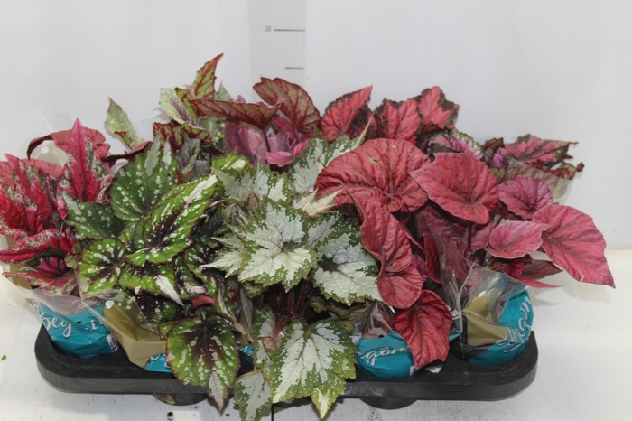 <h4>BEGONIA BELEAF P11 PO</h4>