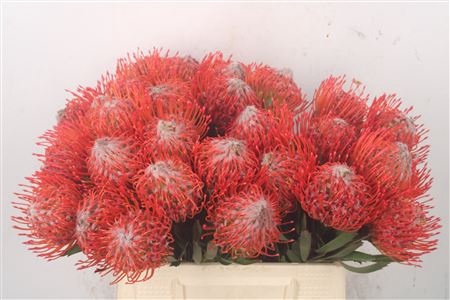<h4>Leuco Co Tango</h4>
