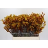 Kangaroo Paw Gold Fever