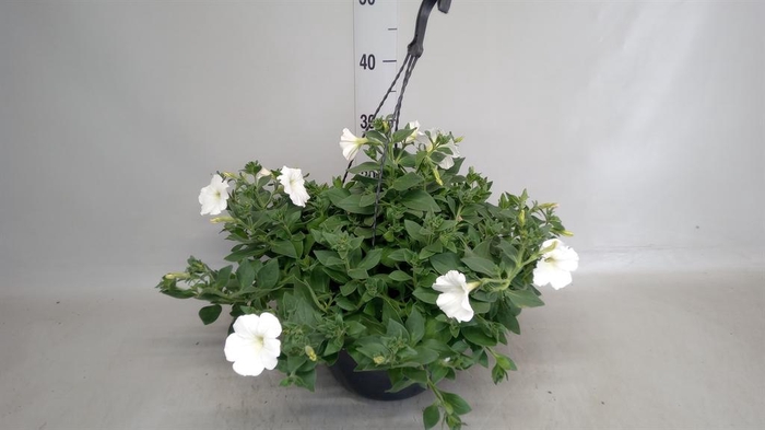 <h4>Petunia ...</h4>