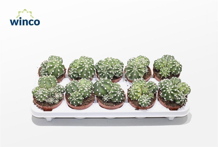 Echinopsis Subdenudata (group)