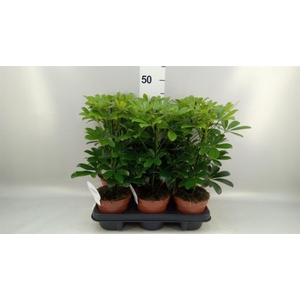 Schefflera arbor. 'Nora'