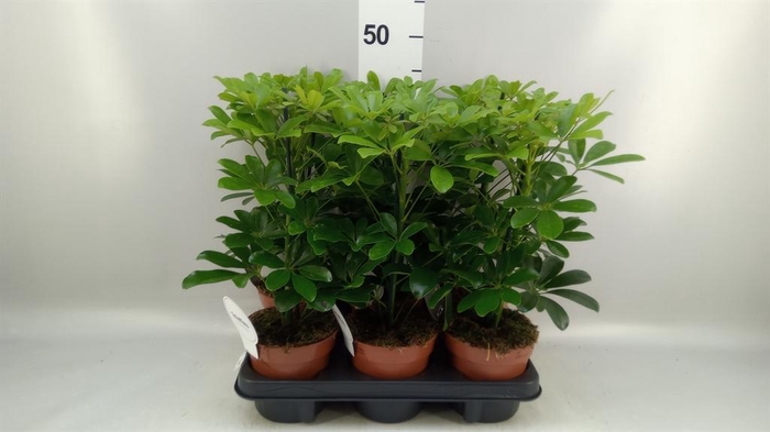 <h4>Schefflera arbor. 'Nora'</h4>