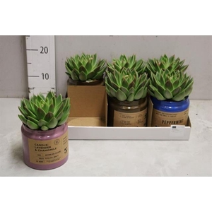 Echeveria Miranda 14Ø 25cm