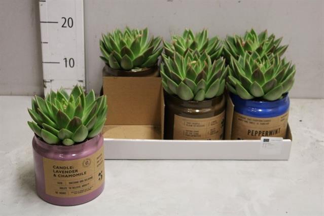 Echeveria Miranda 14Ø 25cm