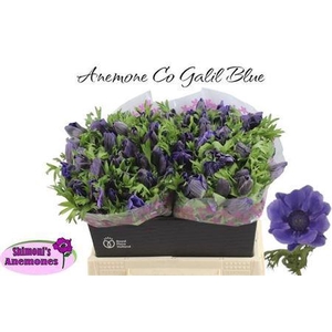 ANEM CO GALIL BLAUW