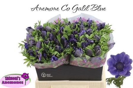 <h4>ANEM CO GALIL BLAUW</h4>