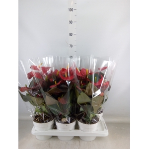 Anthurium andr. 'Coral Champion'