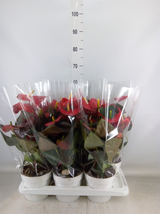 <h4>Anthurium andr. 'Coral Champion'</h4>