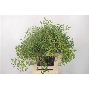 Lilac De Chine Per Stem