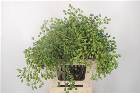 <h4>Lilac De Chine Per Stem</h4>