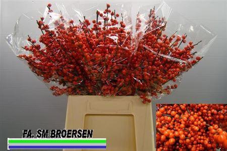 <h4>Ilex Ve Rode Bes</h4>