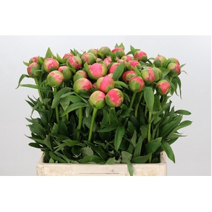 Paeonia Coral Charm