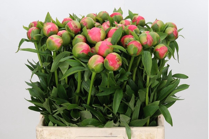 <h4>Paeonia Coral Charm</h4>