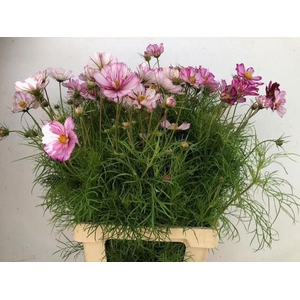 COSMOS BIPINNATUS