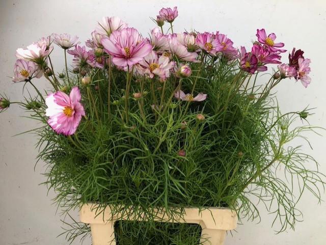 <h4>COSMOS BIPINNATUS</h4>