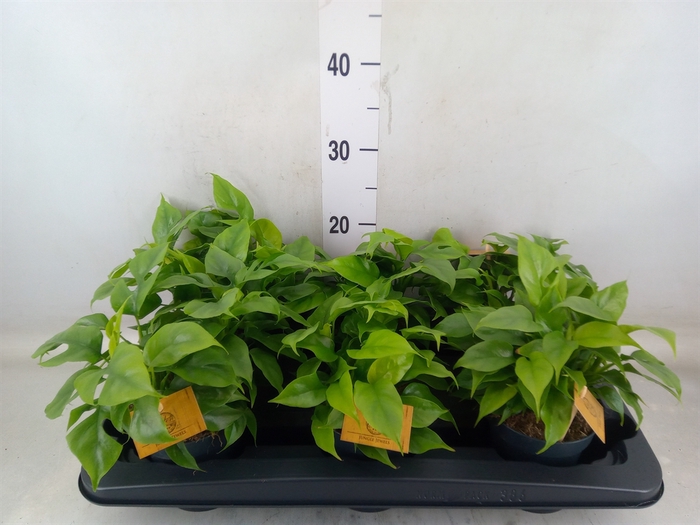 <h4>Monstera delic. 'Piccolo'</h4>