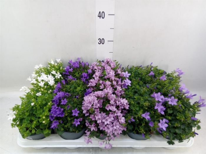 <h4>Campanula porten.</h4>