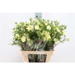 Ran N Moderna Star Galaxy