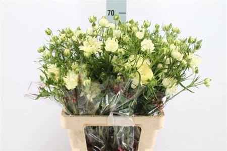 Ran N Moderna Star Galaxy