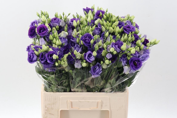 <h4>Eus G Rosi Blue</h4>