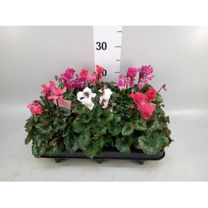 Cyclamen MD 'Merengue'