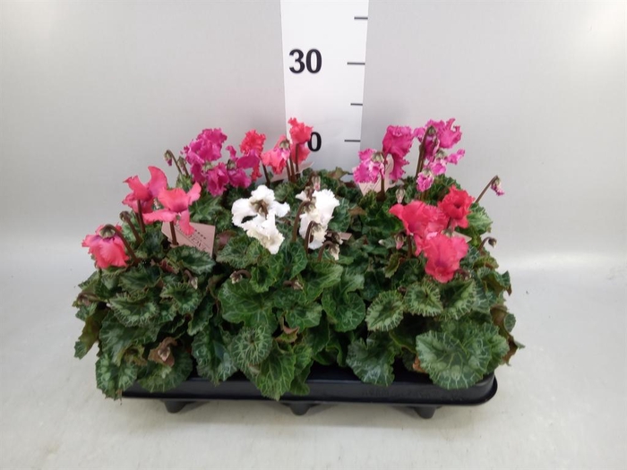 <h4>Cyclamen MD 'Merengue'</h4>