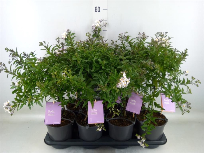 <h4>Solanum jasminoides</h4>