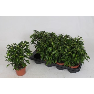 Ficus benjamina green Kinky 12Ø 30cm 3pp