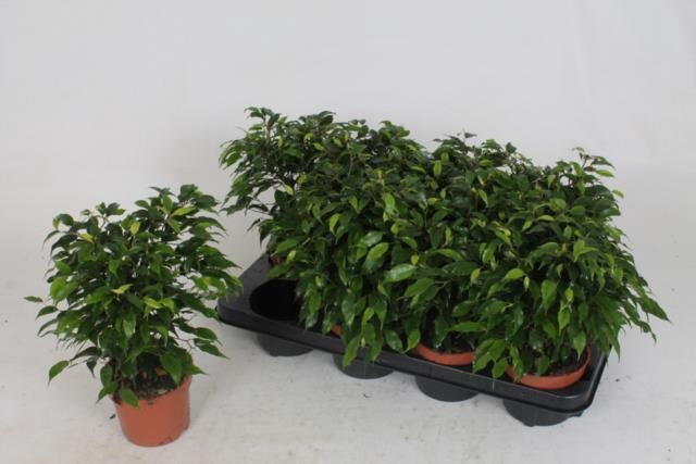 Ficus benjamina green Kinky 12Ø 30cm 3pp