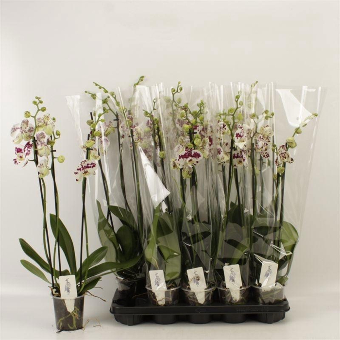 <h4>PHAL AN MARRAKESH</h4>