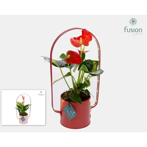 Zinken planter met LED verlichting en Anthurium