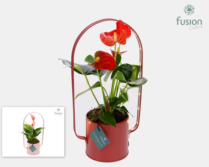 <h4>Zinken planter met LED verlichting en Anthurium</h4>