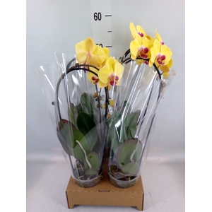 Phalaenopsis  'Elegant Cascade'