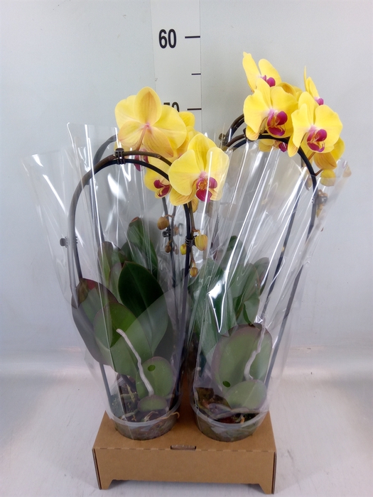 <h4>Phalaenopsis  'Elegant Cascade'</h4>