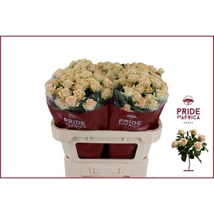 Rosa spray trinity