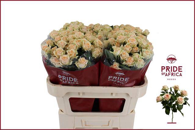 <h4>Rosa spray trinity</h4>