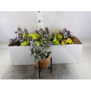 Planten Groen   ...mix  3